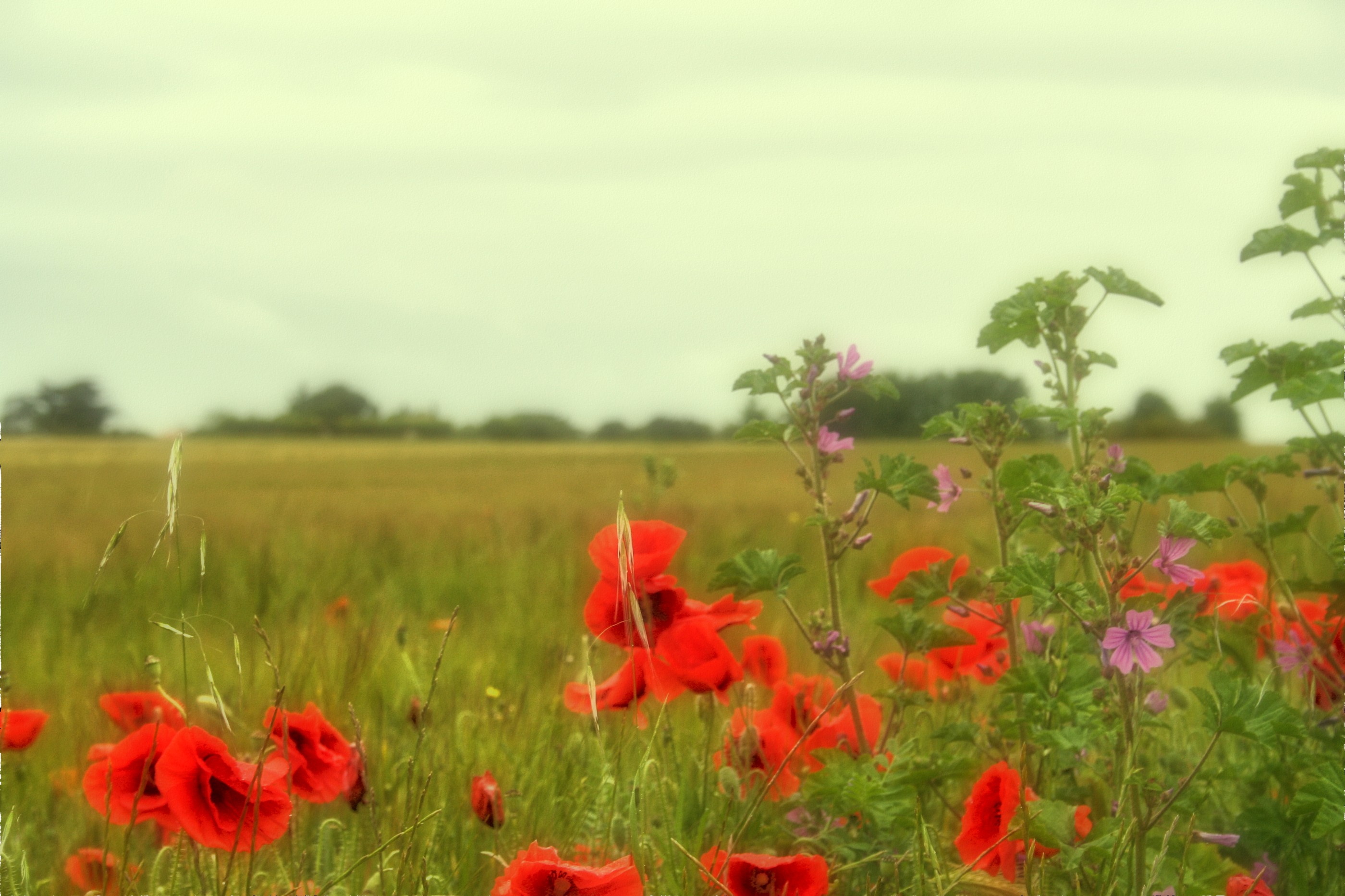 Coquelicots sur l'Ile de Ré
